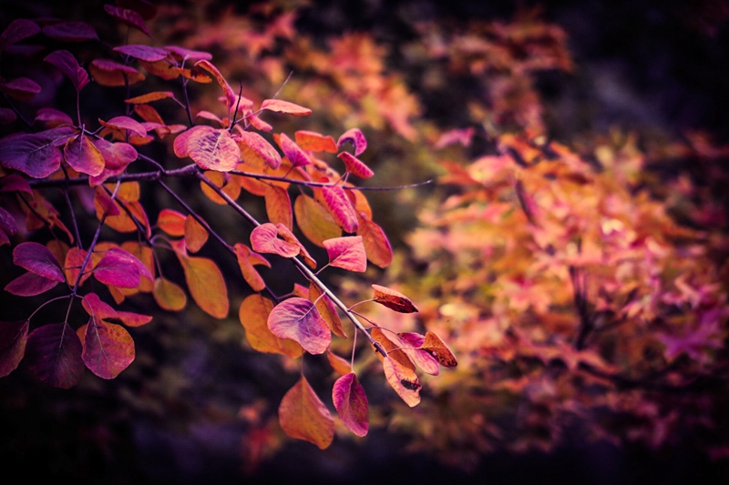 Особые осенние дни в Пекине