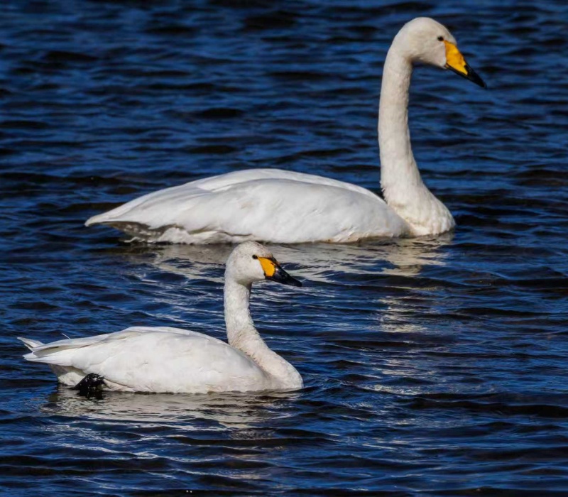 天鹅戏水 摄影 宋会强.jpg