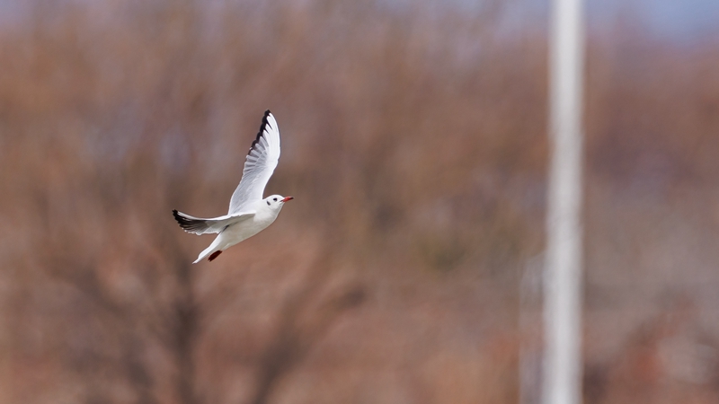 红嘴鸥 摄影：宋会强.jpg
